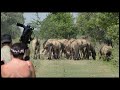 Konik horses released in the Danube Delta rewilding area