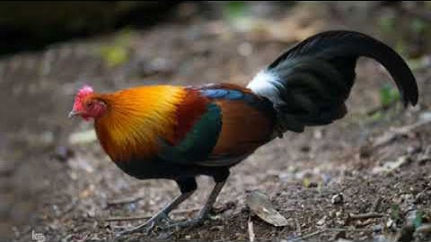 Suab qaib qus qua dib tuaj tau zoo tiag tiag li (mp.3)