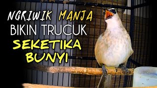 Trucukan gacor ngriwik manja, pancingan trucuk bahan cepat tergoda langsung rajin bunyi