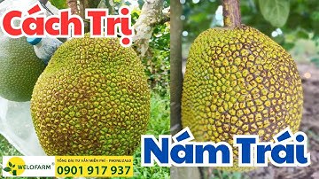 Cách Khắc Phục Nám Trái Ở Mít Ruột Đỏ