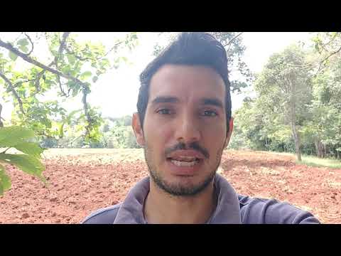 Vídeo: Cultivando plantas de capim-pimenta - Aprenda a cultivar capim-pimenta em jardins