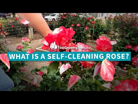Video: Home Run Roses informācija - uzziniet par Home Run pašattīrošām krūmu rozēm