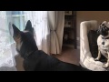 Ace, the german sheperd, whines when his humans go to school