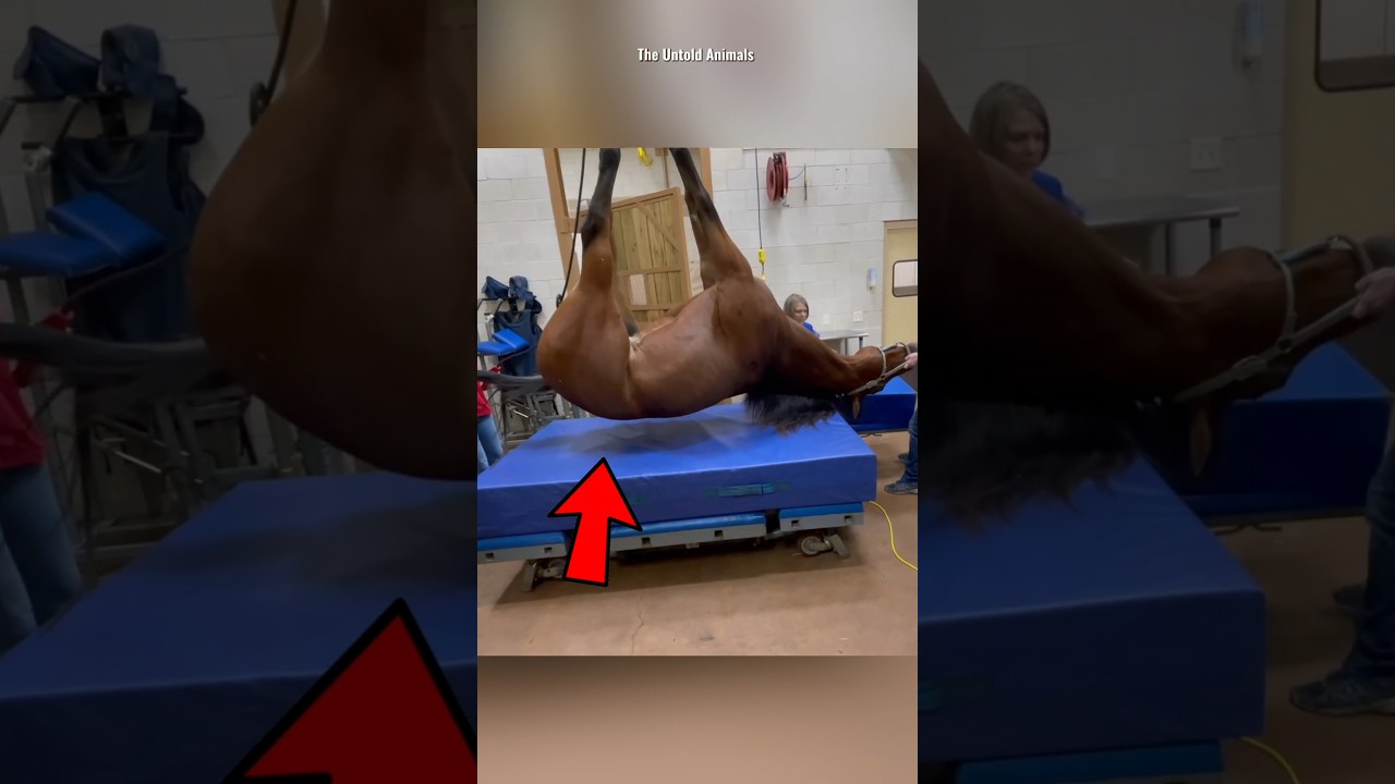 How snake antivenom is made? 