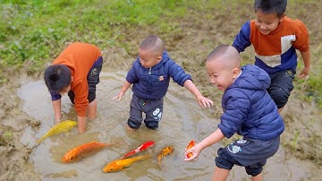 Em ổi tìm bắt được nhiều cá chép vàng ở vũng trâu đằm #cávàng #butterflyfish