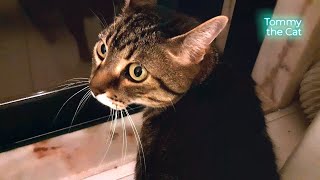 My cat gets mad when he realizes he can't go outside !!