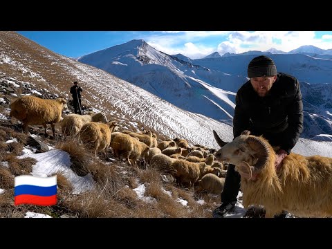 Kafkas dağlarında bir çobanın zor hayatı. Kış Dağıstan