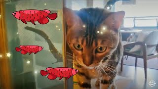 Let my fish loose #arowana #bengalcat - special fish tank by Let my cat sleep 3,661 views 3 years ago 59 seconds