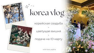 видео: korea vlog | свадьба в корее, цветение вишни, подача на ID карту картинка: korea vlog | свадьба в корее, цветение вишни, подача на ID карту