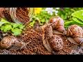 Vanish Snails in a Few Hours With Just One Tablespoon of This