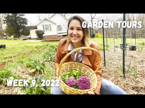 Weekly Garden Tour (harvest brussels sprouts with me!) | WEEK 9, 2022