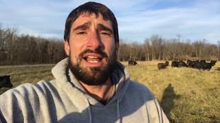 What do Grassfed Cattle Eat During Winter?