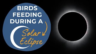 Birds Feeding on the Feeder Cam During a Solar Eclipse, April 8, 2024
