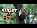 Роеловство . У меня такое впервые.