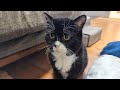 飼い主の前で猫が手をそろえてもじもじする時のサイン