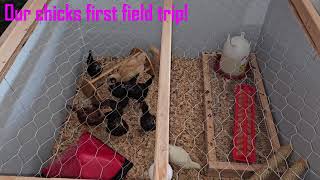 Field trip for our baby chickens!