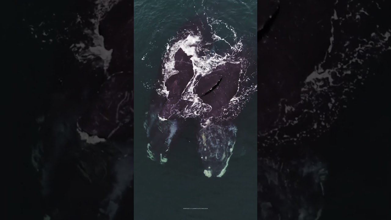 Duas baleias francas do Atlântico Norte, chamadas Fiddle e Hyphen, nadando juntas. #Shorts