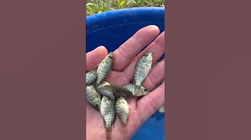 #ApexFish #CámThủySảnApex #CaRoPhiXuatKhau #VietNhatGroup # #apexfish #NuoiCaThongMinh #KySuAoCa