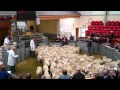 North country cheviots being sold at Dingwall Auction Mart