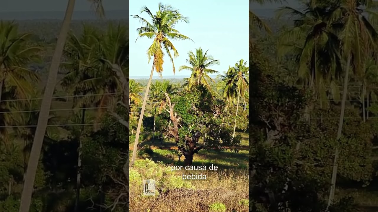 🍃ADVINHA O PAÍS OU PROVÍNCIA 🇧🇷🇲🇿🇦🇴🇵🇹#shorts #viral #natureza