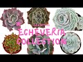 Echeveria Identifications 🌵🌺🌿