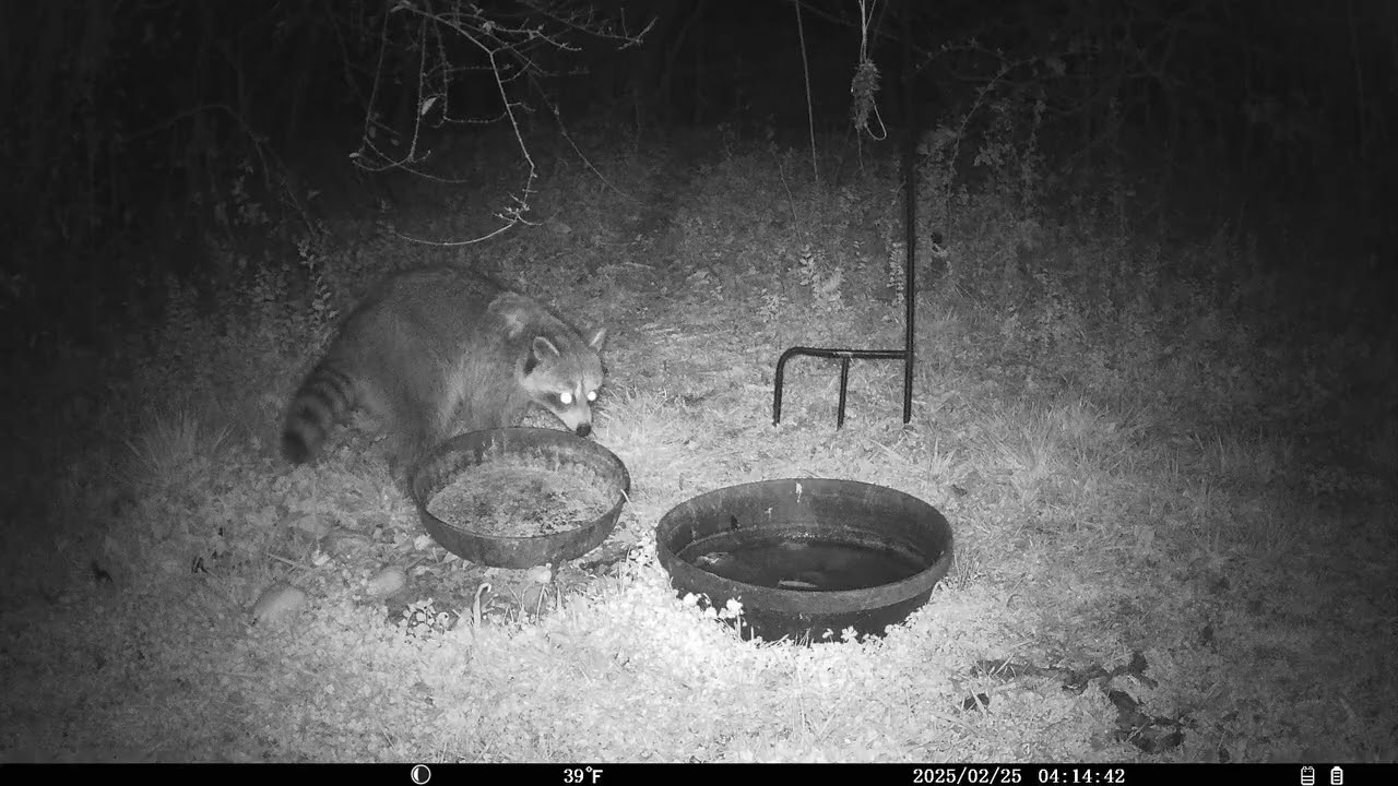 Trail Cam 2026 FEB 25