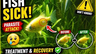Small problem, big danger ⚠️ Fish parasite treatment