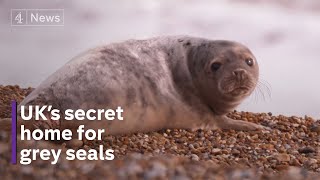 How the once threatened grey seal is thriving on UK coast