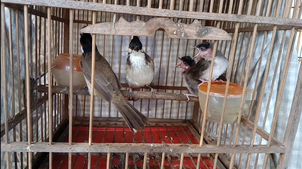 Chào mào nuôi sinh sản thả tự do cực đẹp mà ai cũng muốn sở hữu- chào ghép sinh sản [Lã Dược]