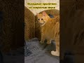 ШОК!!! Куда делись 2 дня?  #редди #cat #кот #скорость #shorts #подпишись