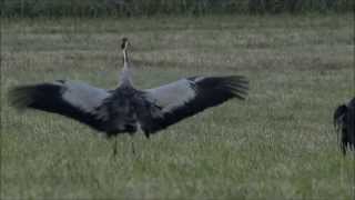 Common Crane (Grus grus) – Full Mating Sequence & Dancing Ritual