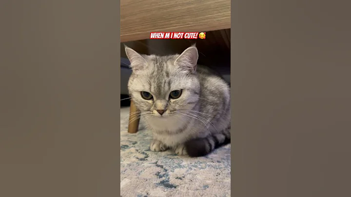 Video 9883141: british shorthair scottish, cat meets, funny cat, cat playing