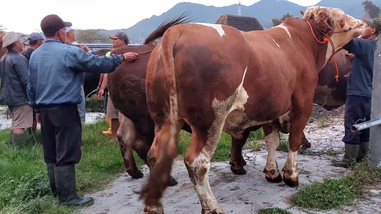 46 JUTA‼️ SIMENTAL MONSTER SUPER GEMUK PASAR SAPI PLAOSAN