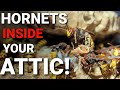 HORNETS are in your Attic! | INFESTATION |