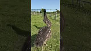 Prayers that they take after their father #animals #emu #uselessfarm