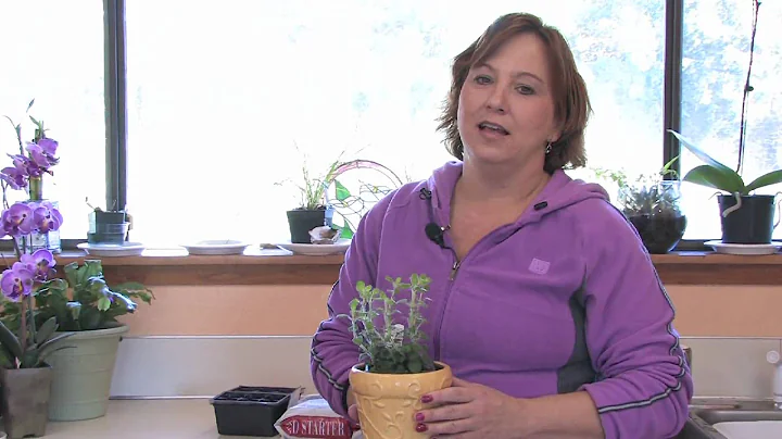 Gardening Tips : How to Start a Window Sill Herb Garden