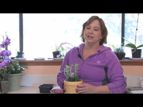 ვიდეო: Windowsill Gardening დამწყებთათვის – რჩევები Windowsill Garden-ის დასაწყებად