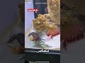 ما سر السمكة التي ت غلي الماء بلكمة ما سر السمكة التي ت غلي الماء بلكمة