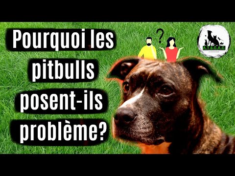 Vidéo: Pourquoi les staffordshire bull terriers ont-ils mauvaise réputation ?