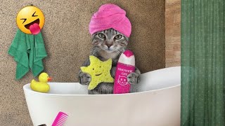 Cat Mom And Kitten Bathing Time || Best Animals Videos Of The Week 2024? #catsbathtime #pets4relax