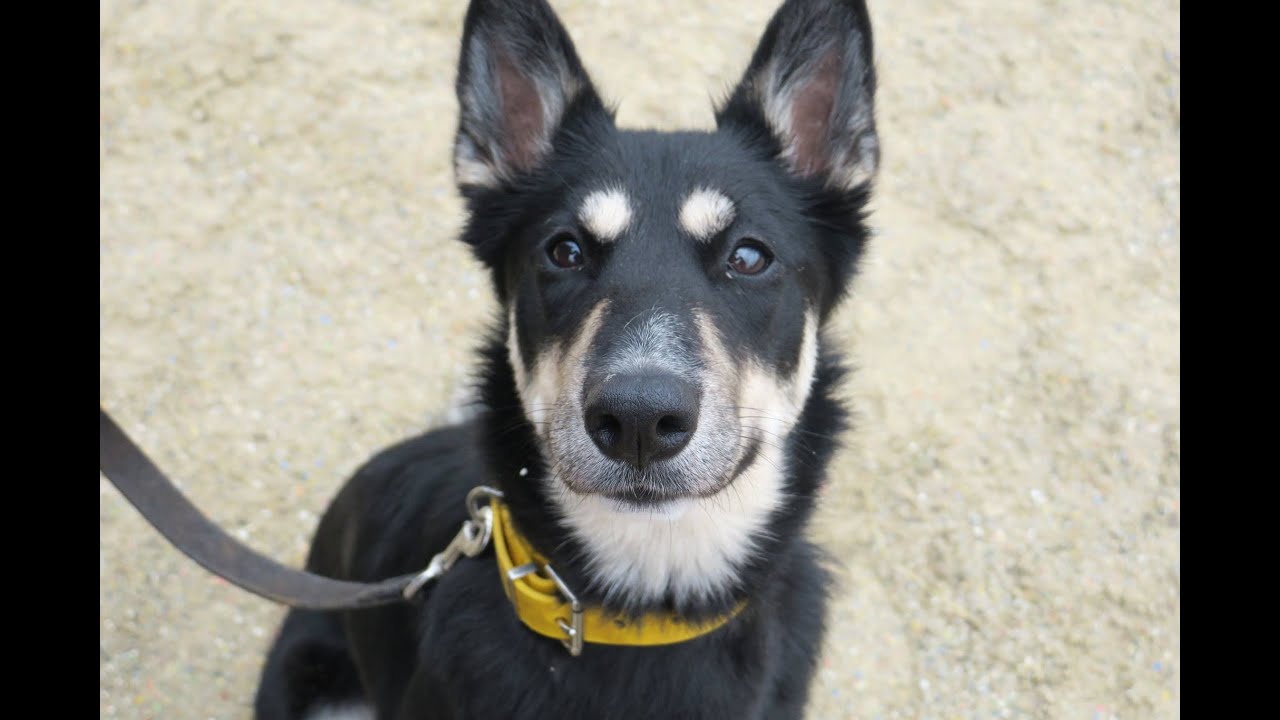 husky x collie