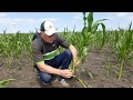 Визначення фази розвитку кукурудзи за методом листкового комірця