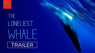 THE LONELIEST WHALE, Official Trailer