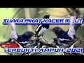 Suara Pikat Burung Kacer Ribut Terbaru Ampuh Mp3 - Mp4 Download