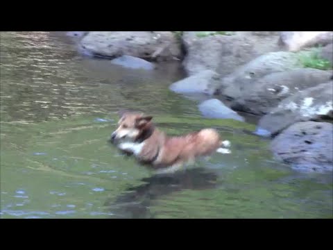 Bonbuono 飛び込み コーギー ぼんちゃん その3 Corgi Dived Into The River 03 Youtube Bonbuono 飛び込み コーギー ぼんちゃん その3 Corgi Dived Into The River 03 Youtube
