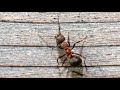 The Ants Go Marching One By One Song #ants #antsgomarching #song