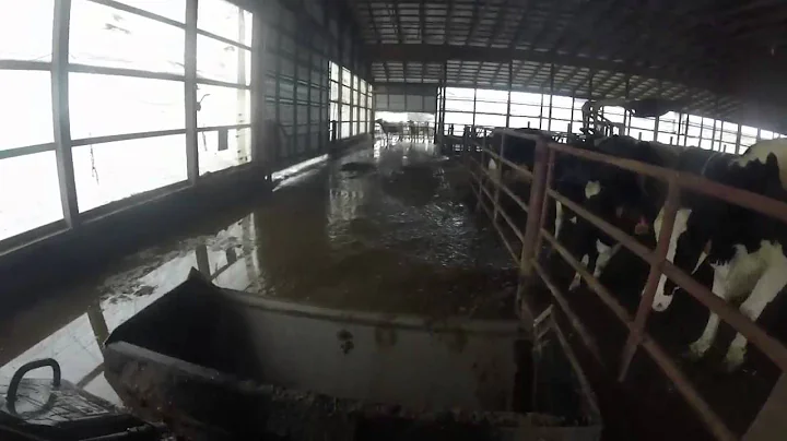 Bedding the freestall barn with the New Holland L150 skidloader