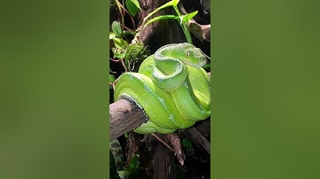The Green Tree Python: A Living Emerald #youtubeshorts🐍😮 #snake