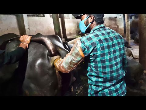 Bull Semen | Artificial Insemination of Buffalo By Veterinary Doctor in Dairy Farm | Murrah Semen