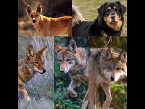 Video: Forstår Dyr Av Samme Art Fra Forskjellige Land Hverandre? - Alternativ Visning